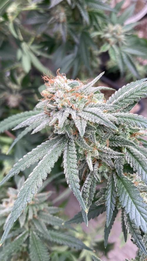 White Rhino (Green House Seeds). Week 25