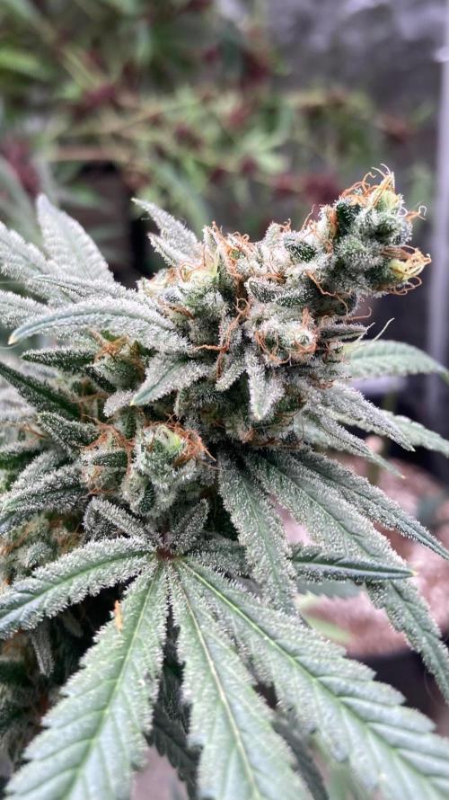 White Rhino (Green House Seeds). Week 25