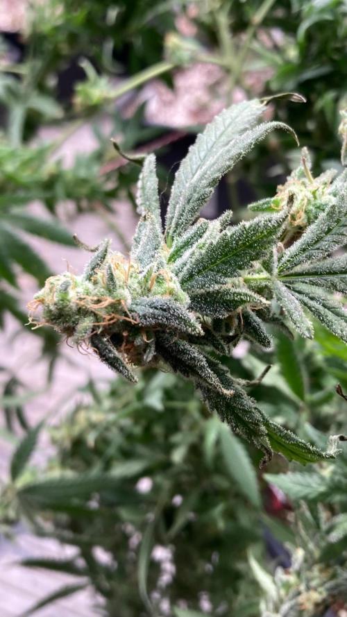 White Rhino (Green House Seeds). Week 25