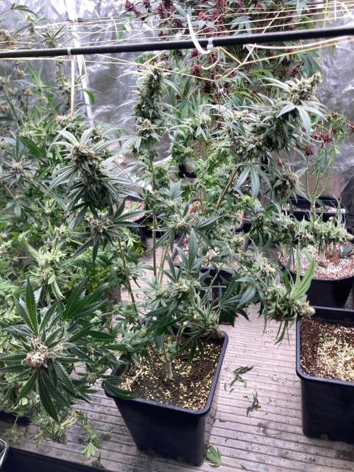White Rhino (Green House Seeds). Week 25