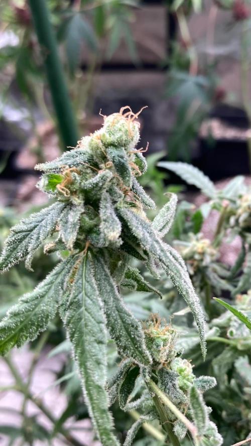 White Rhino (Green House Seeds). Week 25
