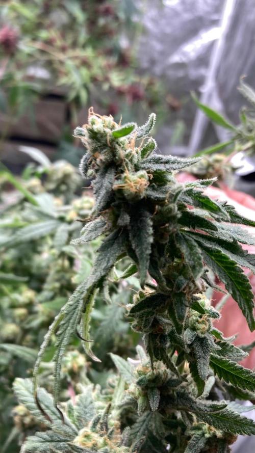 White Rhino (Green House Seeds). Week 25
