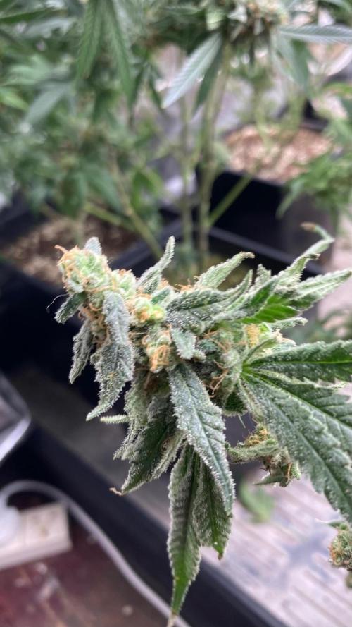 White Rhino (Green House Seeds). Week 25