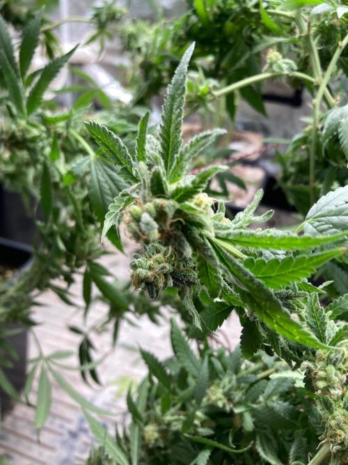 White Rhino (Green House Seeds). Week 25