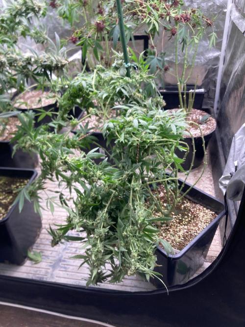 White Rhino (Green House Seeds). Week 25