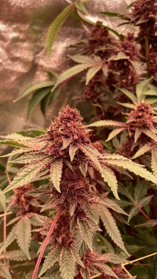 Pora’s Purple CN#6 (Relentless Genetics). Week 11