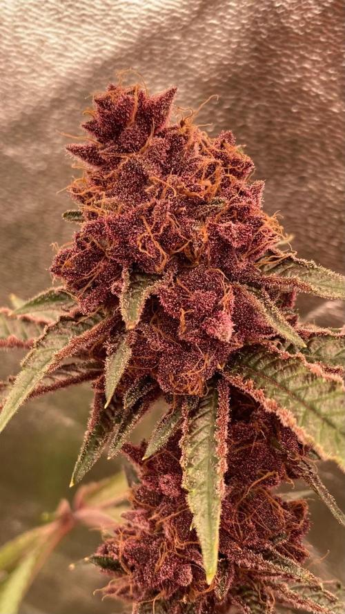 Pora’s Purple CN#6 (Relentless Genetics). Week 11