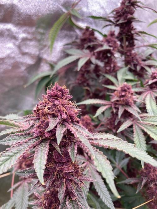 Pora’s Purple CN#6 (Relentless Genetics). Week 11
