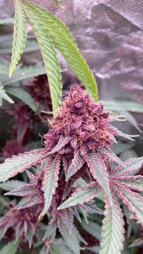 Pora’s Purple CN#6 (Relentless Genetics). Week 11