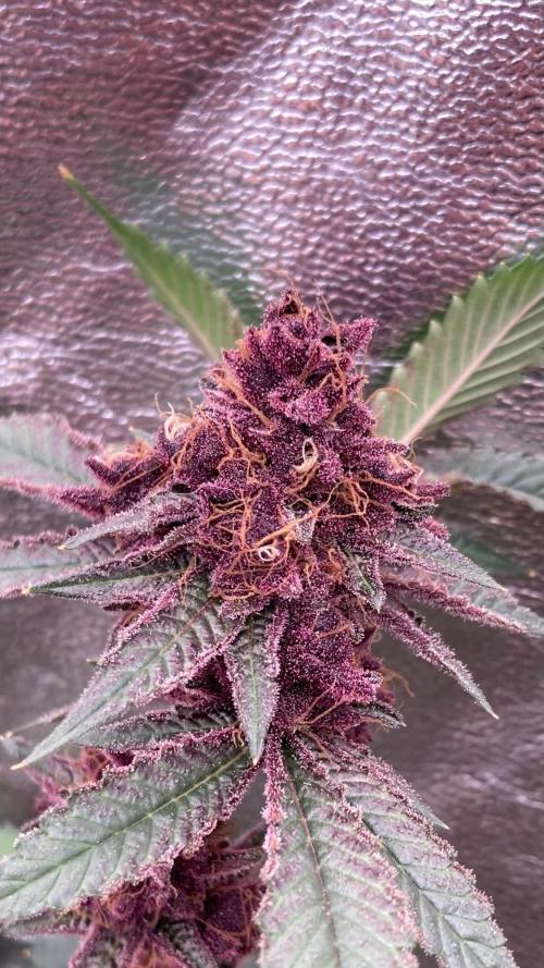 Pora’s Purple CN#6 (Relentless Genetics). Week 11