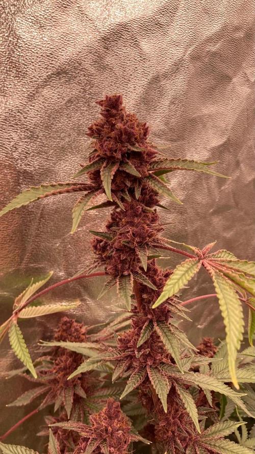 Pora’s Purple CN#6 (Relentless Genetics). Week 11