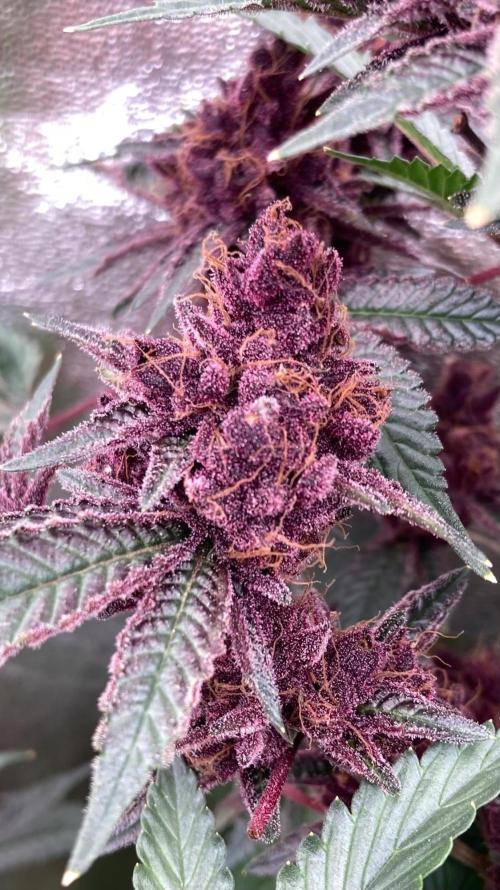 Pora’s Purple CN#6 (Relentless Genetics). Week 11