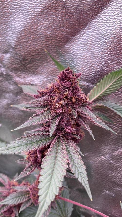 Pora’s Purple CN#6 (Relentless Genetics). Week 11