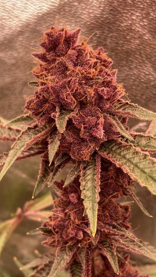 Pora’s Purple CN#6 (Relentless Genetics). Week 11