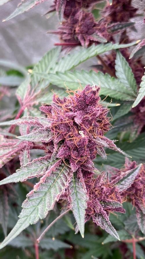 Pora’s Purple CN#6 (Relentless Genetics). Week 11
