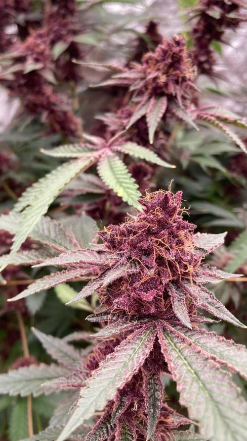 Pora’s Purple CN#6 (Relentless Genetics). Week 11