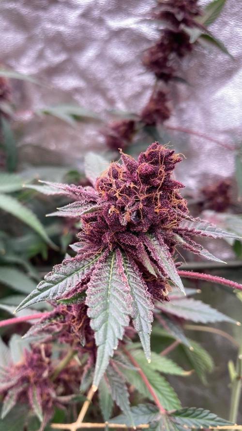 Pora’s Purple CN#6 (Relentless Genetics). Week 11