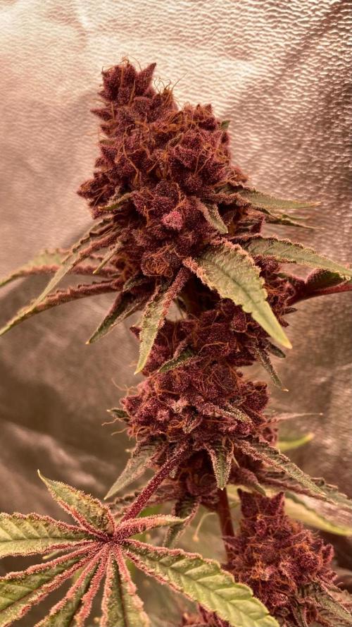 Pora’s Purple CN#6 (Relentless Genetics). Week 11