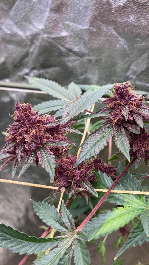 Pora’s Purple CN#6 (Relentless Genetics). Week 11