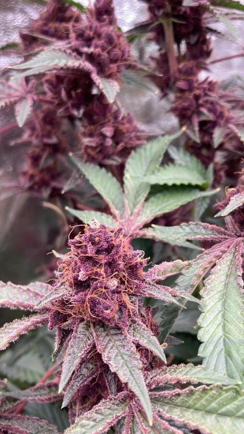 Pora’s Purple CN#6 (Relentless Genetics). Week 11