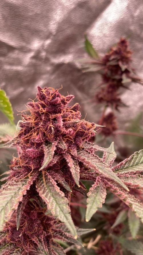Pora’s Purple CN#6 (Relentless Genetics). Week 11