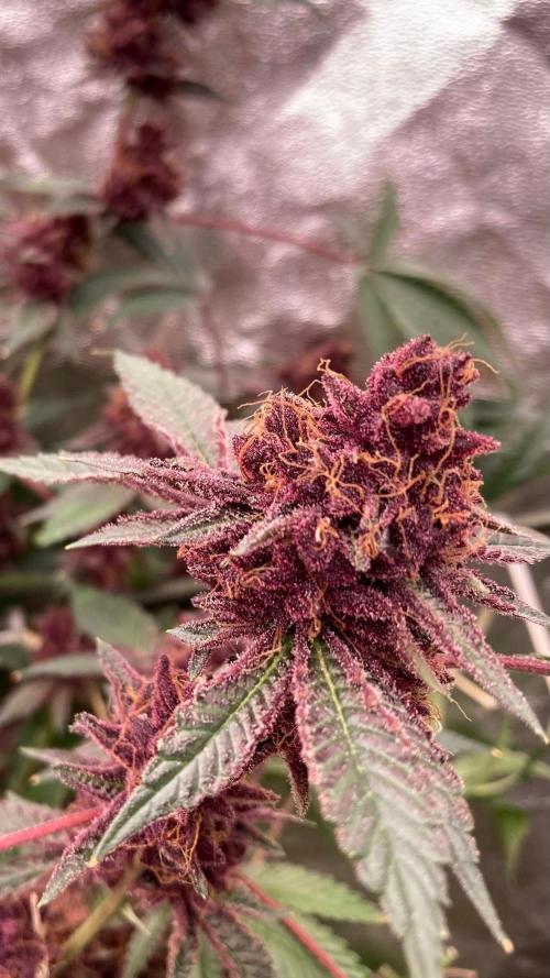 Pora’s Purple CN#6 (Relentless Genetics). Week 11