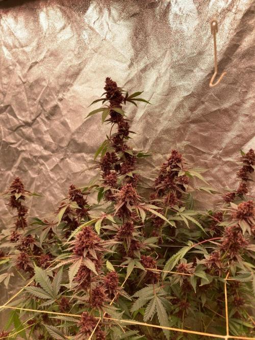Pora’s Purple CN#6 (Relentless Genetics). Week 11