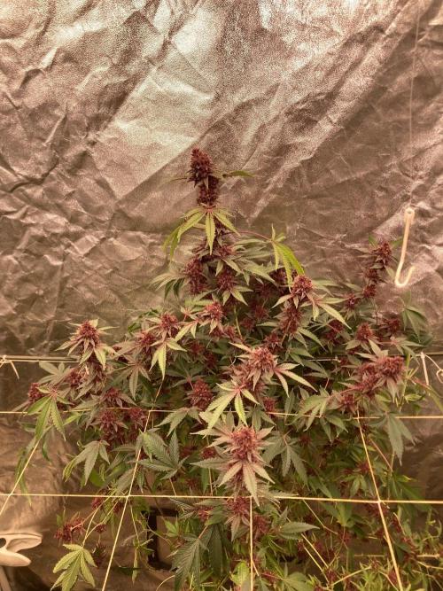 Pora’s Purple CN#6 (Relentless Genetics). Week 11