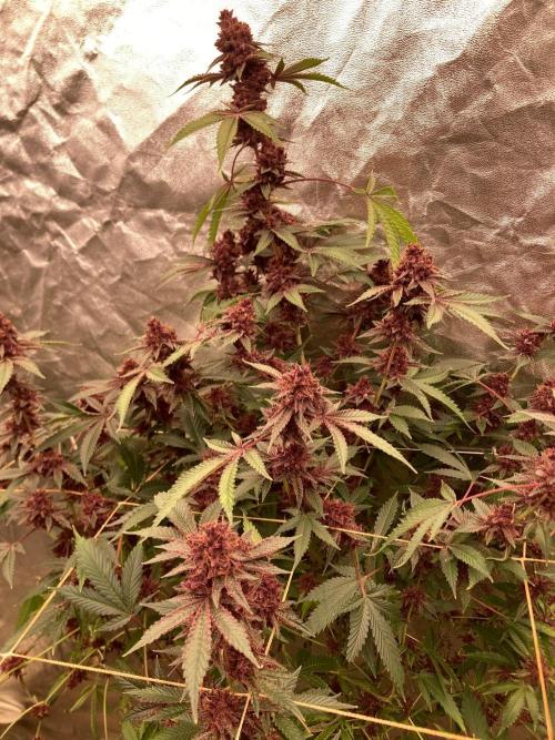Pora’s Purple CN#6 (Relentless Genetics). Week 11