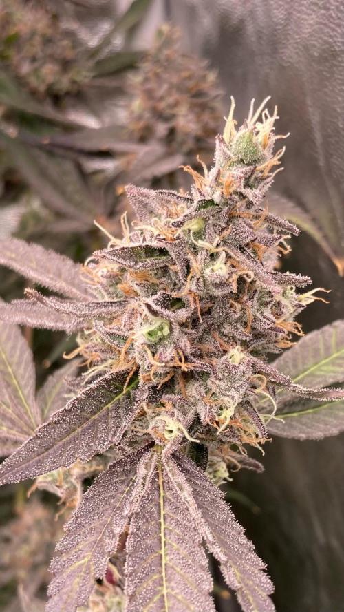 Pineapple Mojito S1. Week 21