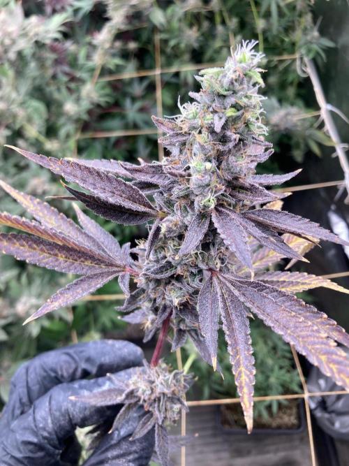 Pineapple Mojito S1. Week 21