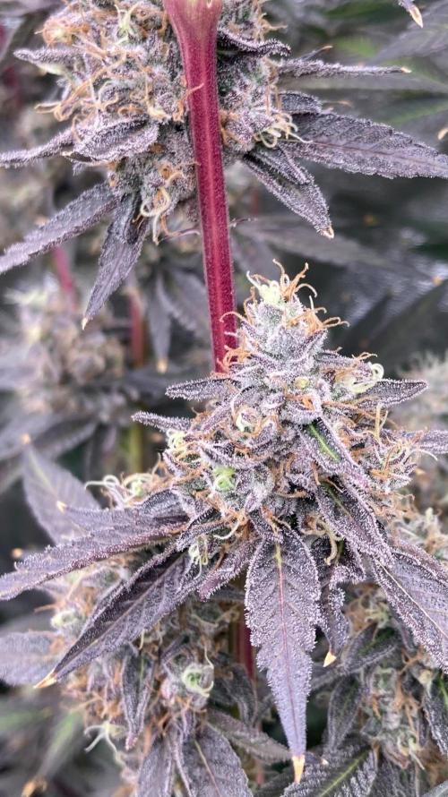 Pineapple Mojito S1. Week 21