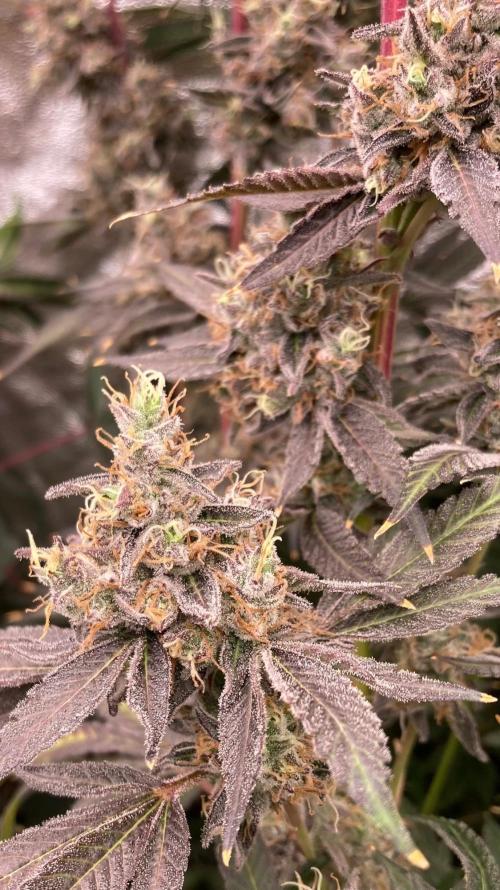 Pineapple Mojito S1. Week 21