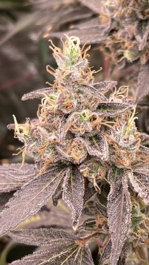 Pineapple Mojito S1. Week 21