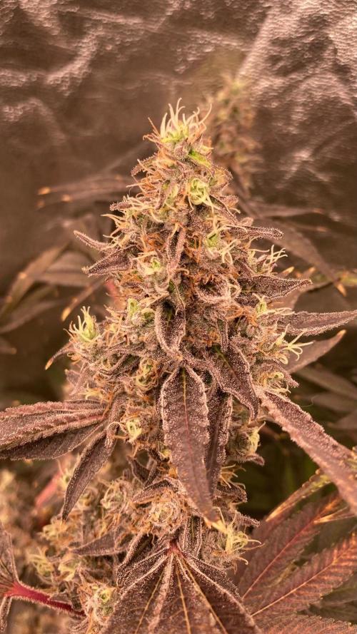 Pineapple Mojito S1. Week 21