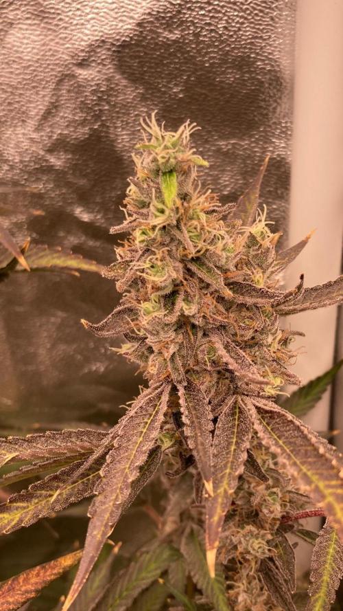 Pineapple Mojito S1. Week 21