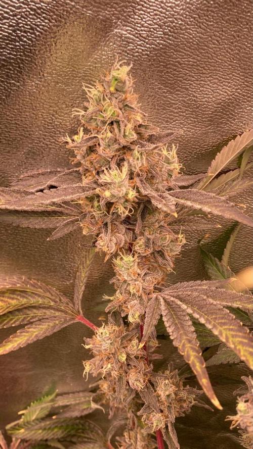 Pineapple Mojito S1. Week 21