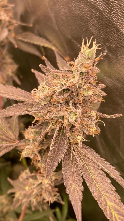 Pineapple Mojito S1. Week 21