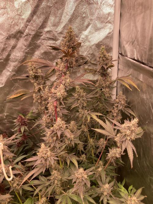 Pineapple Mojito S1. Week 21