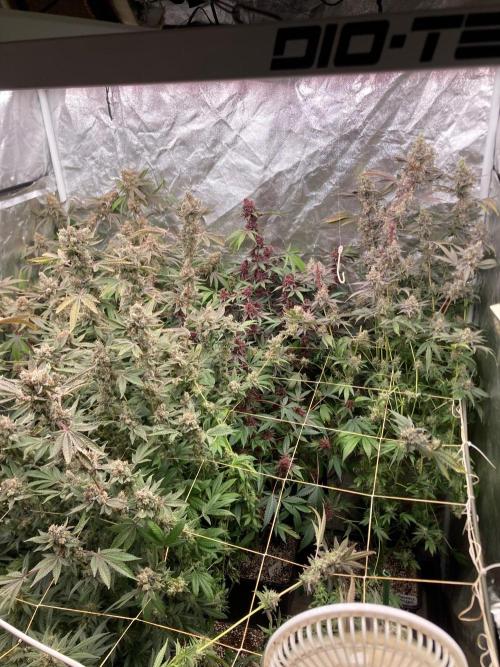 Pineapple Mojito S1. Week 21