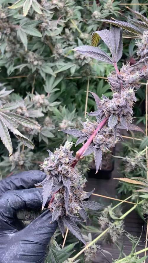 Pineapple Mojito S1