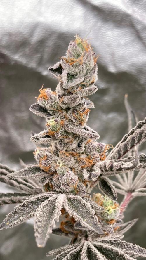 Atomic Jelly#2 (In House Genetics). Week 11