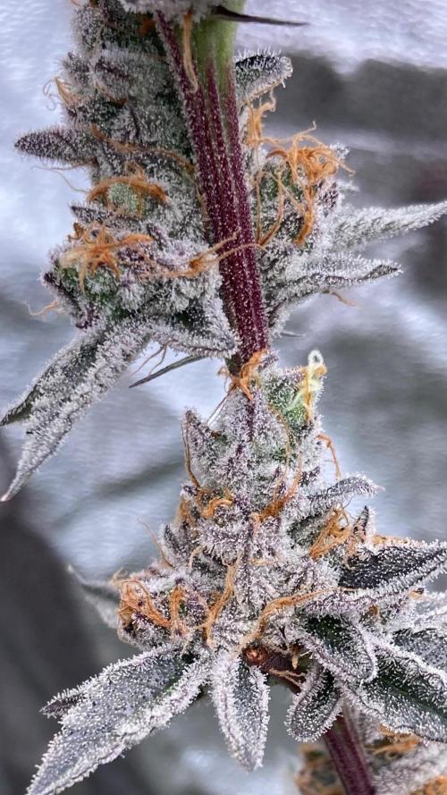 Atomic Jelly#2 (In House Genetics). Week 11