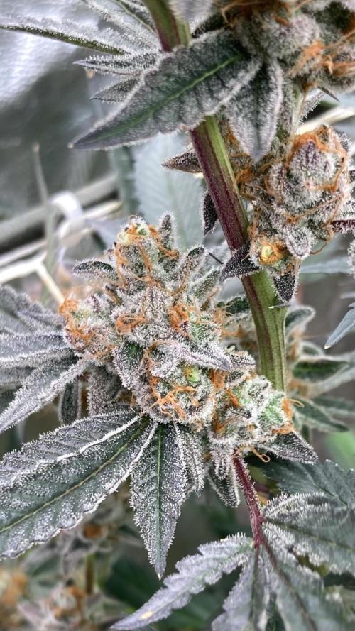 Atomic Jelly#2 (In House Genetics). Week 11