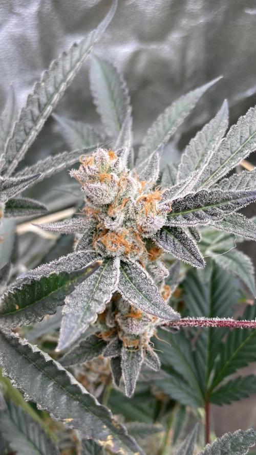 Atomic Jelly#2 (In House Genetics). Week 11
