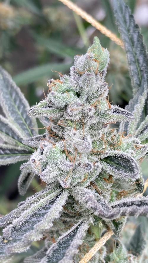 Atomic Jelly#2 (In House Genetics). Week 11
