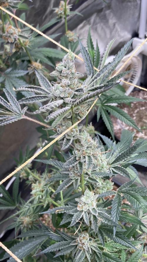 Atomic Jelly#2 (In House Genetics). Week 11