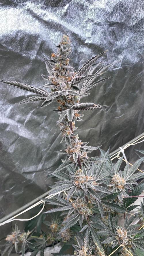 Atomic Jelly#2 (In House Genetics). Week 11