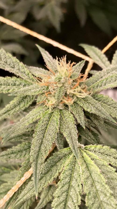 Rainbow Marker #6 (LIT Farms). Week 7