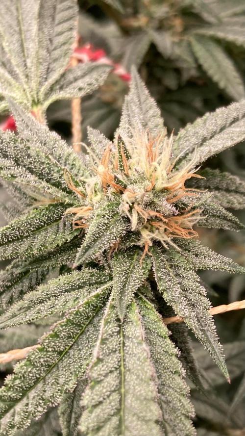 Rainbow Marker #6 (LIT Farms). Week 7